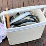 Fisket makrell i havnebassenget