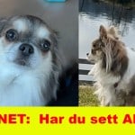 SAVNET:  Har du sett Amy ?