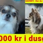 Utlover dusør og etterlyser syklist i jakten på Amy